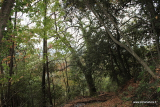 Roverella Cugnu di Mezzu